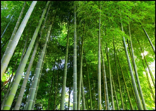 Bamboo Groove